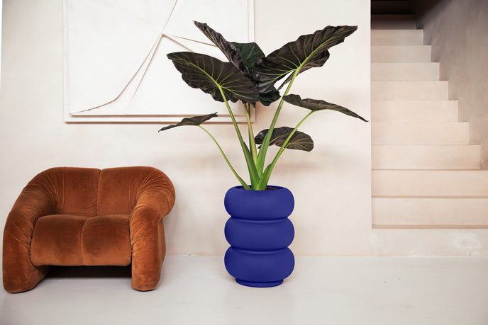 amber roll high 43cm royal blue